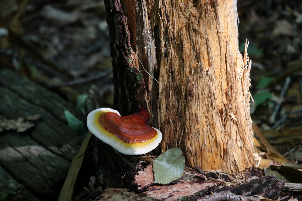 GANODERMA LUCIDUM COME SI ASSUME E CHE BENEFICI HA?