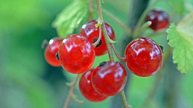 Piccoli frutti… dove li trovo?