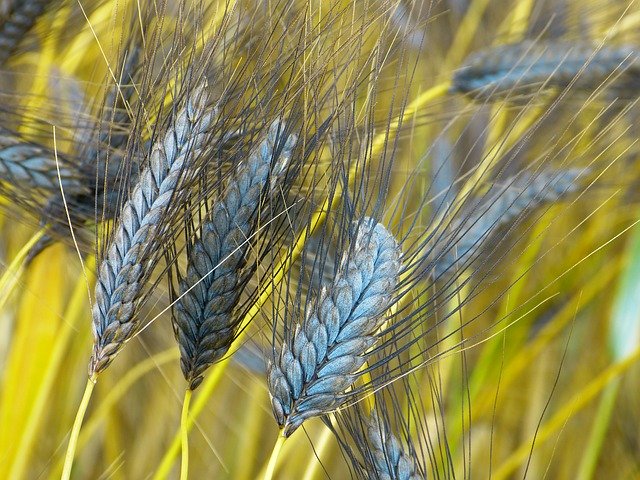 Quando il farro incontra la quinoa